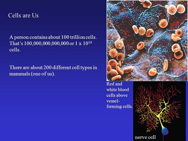 The Cells: That Basics of Life: Cells are Us 